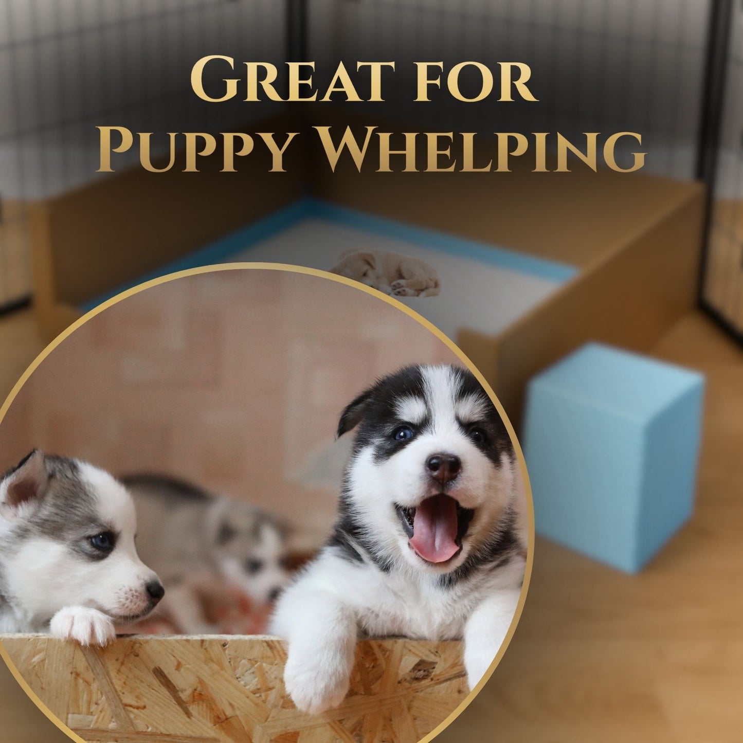 Puppy Pads | Absorbent Pee Pads